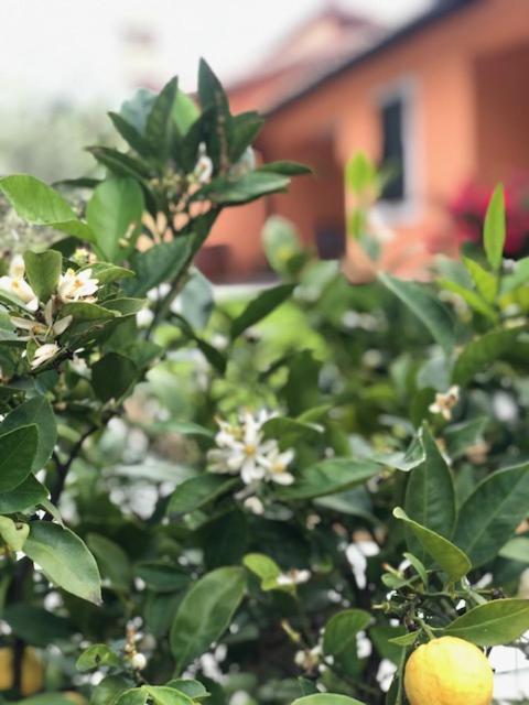 Apartmán Il Giardino Delle Rose Spello Exteriér fotografie